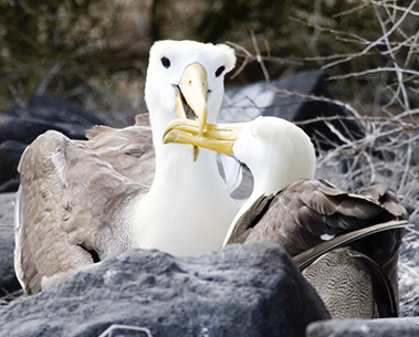 Mindfulness, Albatros met jong